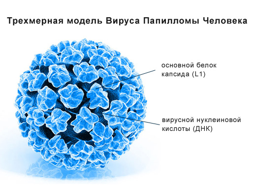 Анализы на вирус папилломы человека