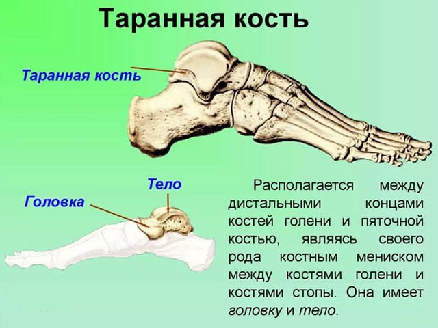 Современные хирургические методы излечения перелома таранной кости стопы